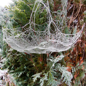 Cobweb with hoarfrost Cobweb with hoarfrost